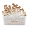 Magic Mushroom Grow Kit B+ XP fra FreshMushrooms®.