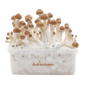Magic Mushroom Grow Kit B+ XP fra FreshMushrooms®.