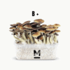Magic Mushroom Grow Kit B+ fra Mondo®.