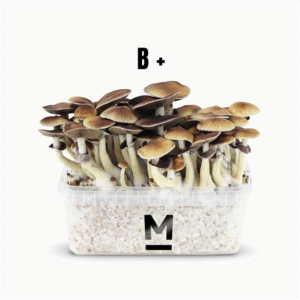 Magic Mushroom Grow Kit B+ fra Mondo®.
