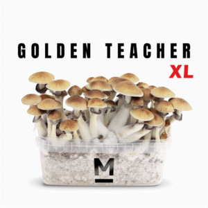 Magic Mushroom Grow Kit Golden Teacher XL fra Mondo®.
