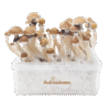 Magic Mushroom-dyrkningssæt McKennaii XP fra FreshMushrooms®.