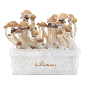 Magic Mushroom-dyrkningssæt McKennaii XP fra FreshMushrooms®.