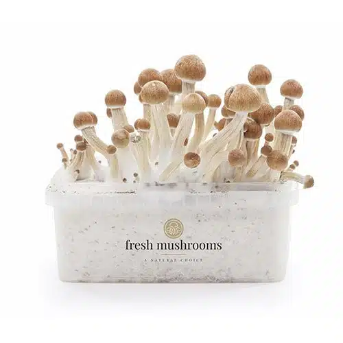 Odlingssats för magiska svampar Ecuador XP av FreshMushrooms®