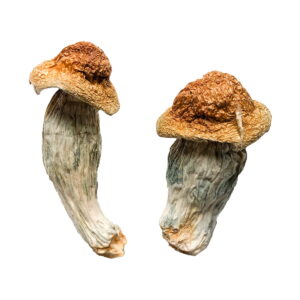 Melmac (Homestead Penis Envy) Magiske svampe