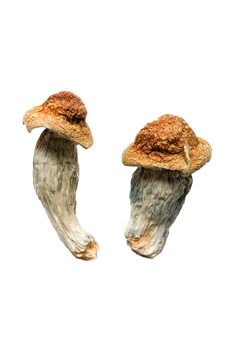 Melmac (Homestead Penis Envy) Magiske svampe