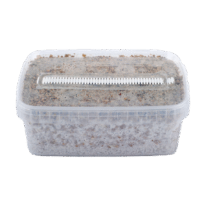 Kort dateret Magic Mushroom Grow Kit