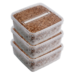 Tre ekstra store Magic Mushroom Grow Kits pakkeaftale