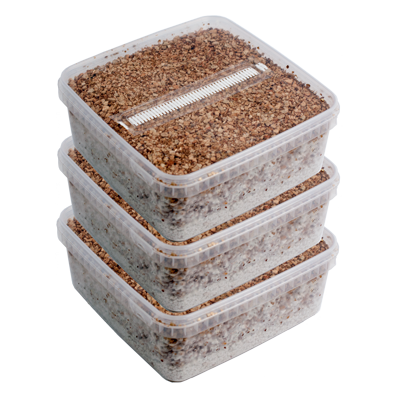 Τρία εξαιρετικά μεγάλα πακέτα Magic Mushroom Grow Kits Πακέτο συμφωνίας